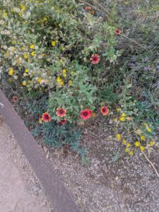 DBGLightBloomDec2024-1 image from Lightbloom exhibit at DBG winter 2024