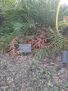 DBGLightBloomDec2024-10 image from Lightbloom exhibit at DBG winter 2024