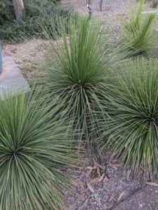 DBGLightBloomDec2024-12 image from Lightbloom exhibit at DBG winter 2024