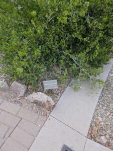 DBGLightBloomDec2024-13 image from Lightbloom exhibit at DBG winter 2024