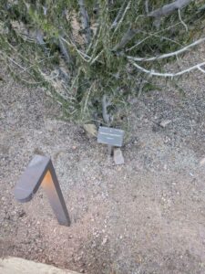 DBGLightBloomDec2024-14 image from Lightbloom exhibit at DBG winter 2024