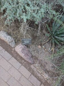 DBGLightBloomDec2024-17 image from Lightbloom exhibit at DBG winter 2024