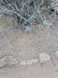 DBGLightBloomDec2024-18 image from Lightbloom exhibit at DBG winter 2024