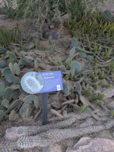 DBGLightBloomDec2024-19 image from Lightbloom exhibit at DBG winter 2024