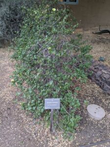 DBGLightBloomDec2024-2 image from Lightbloom exhibit at DBG winter 2024