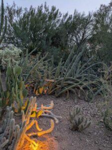 DBGLightBloomDec2024-20 image from Lightbloom exhibit at DBG winter 2024