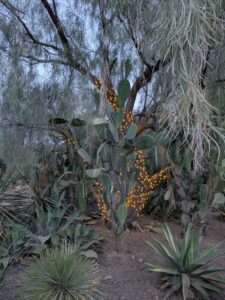 DBGLightBloomDec2024-24 image from Lightbloom exhibit at DBG winter 2024