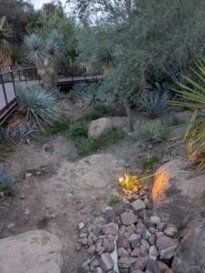 DBGLightBloomDec2024-28 image from Lightbloom exhibit at DBG winter 2024