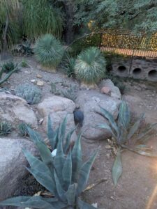 DBGLightBloomDec2024-29 image from Lightbloom exhibit at DBG winter 2024