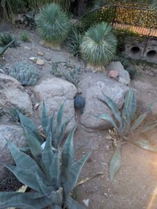 DBGLightBloomDec2024-31 image from Lightbloom exhibit at DBG winter 2024