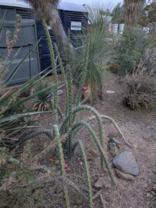 DBGLightBloomDec2024-32 image from Lightbloom exhibit at DBG winter 2024