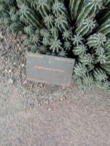 DBGLightBloomDec2024-36 image from Lightbloom exhibit at DBG winter 2024