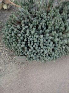 DBGLightBloomDec2024-37 image from Lightbloom exhibit at DBG winter 2024