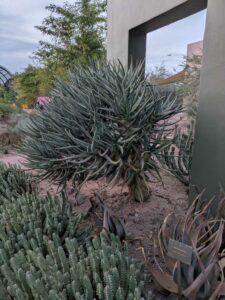 DBGLightBloomDec2024-38 image from Lightbloom exhibit at DBG winter 2024