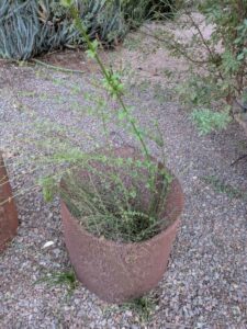 DBGLightBloomDec2024-40 image from Lightbloom exhibit at DBG winter 2024