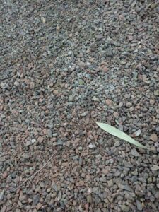 DBGLightBloomDec2024-42 image from Lightbloom exhibit at DBG winter 2024