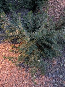 DBGLightBloomDec2024-43 image from Lightbloom exhibit at DBG winter 2024