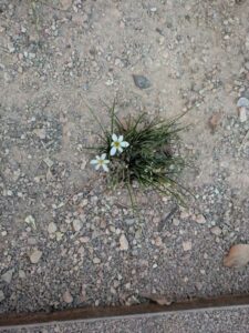 DBGLightBloomDec2024-44 image from Lightbloom exhibit at DBG winter 2024