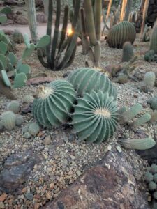 DBGLightBloomDec2024-47 image from Lightbloom exhibit at DBG winter 2024