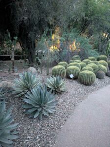 DBGLightBloomDec2024-49 image from Lightbloom exhibit at DBG winter 2024