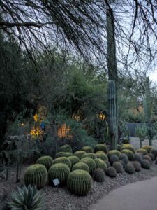 DBGLightBloomDec2024-50 image from Lightbloom exhibit at DBG winter 2024