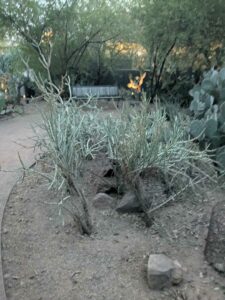 DBGLightBloomDec2024-51 image from Lightbloom exhibit at DBG winter 2024