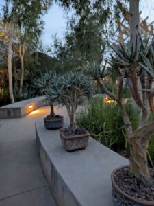 DBGLightBloomDec2024-52 image from Lightbloom exhibit at DBG winter 2024