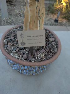 DBGLightBloomDec2024-53 image from Lightbloom exhibit at DBG winter 2024