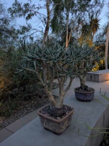 DBGLightBloomDec2024-54 image from Lightbloom exhibit at DBG winter 2024