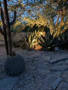 DBGLightBloomDec2024-61 image from Lightbloom exhibit at DBG winter 2024