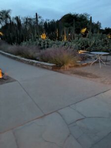 DBGLightBloomDec2024-75 image from Lightbloom exhibit at DBG winter 2024