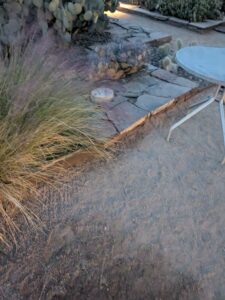 DBGLightBloomDec2024-76 image from Lightbloom exhibit at DBG winter 2024