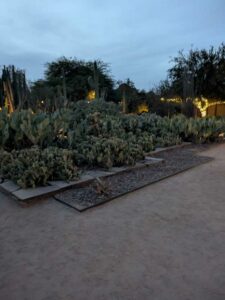 DBGLightBloomDec2024-79 image from Lightbloom exhibit at DBG winter 2024