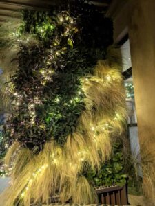 DBGLightBloomDec2024-85 image from Lightbloom exhibit at DBG winter 2024