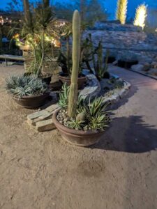 DBGLightBloomDec2024-87 image from Lightbloom exhibit at DBG winter 2024