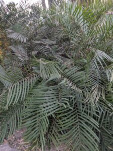 DBGLightBloomDec2024-9 image from Lightbloom exhibit at DBG winter 2024