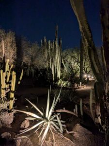 DBGLightBloomNov24-31 image from Lightbloom exhibit at DBG winter 2024