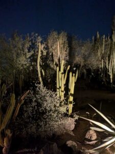 DBGLightBloomNov24-32 image from Lightbloom exhibit at DBG winter 2024