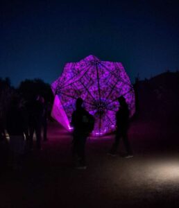 DBGLightBloomNov24-60 image from Lightbloom exhibit at DBG winter 2024