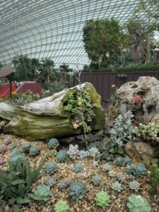 GardensByTheBay2025-102 image from Singapore's Gardens by the Bay - spring 2025