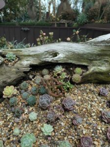 GardensByTheBay2025-103 image from Singapore's Gardens by the Bay - spring 2025