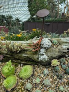 GardensByTheBay2025-104 image from Singapore's Gardens by the Bay - spring 2025