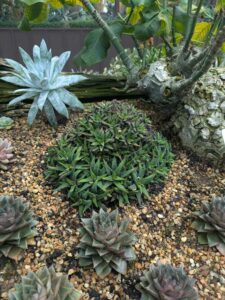 GardensByTheBay2025-105 image from Singapore's Gardens by the Bay - spring 2025