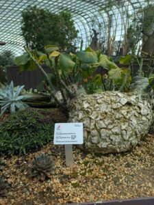 GardensByTheBay2025-106 image from Singapore's Gardens by the Bay - spring 2025