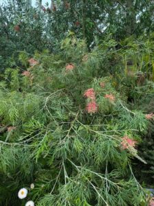 GardensByTheBay2025-110 image from Singapore's Gardens by the Bay - spring 2025