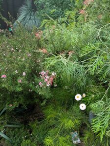 GardensByTheBay2025-111 image from Singapore's Gardens by the Bay - spring 2025