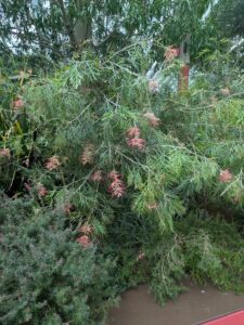 GardensByTheBay2025-112 image from Singapore's Gardens by the Bay - spring 2025