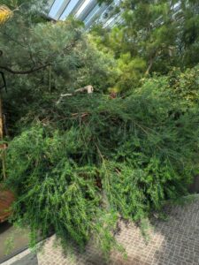 GardensByTheBay2025-117 image from Singapore's Gardens by the Bay - spring 2025