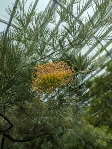 GardensByTheBay2025-119 image from Singapore's Gardens by the Bay - spring 2025