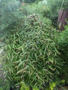 GardensByTheBay2025-120 image from Singapore's Gardens by the Bay - spring 2025